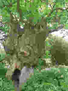 Ancinet oak Hoarwithy, Wye Valley